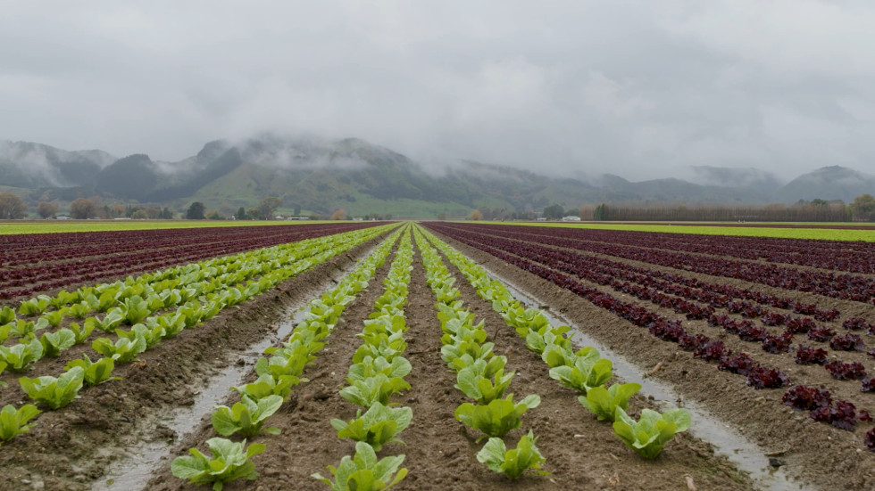 LeaderBrand salad capital