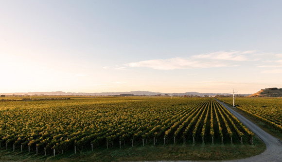 Sunrise over a vineyard 