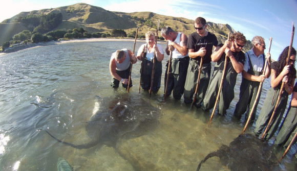 Tourists, standing shin-deep in water, get a close-up encounter with a ray.