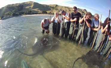 Tourists, standing shin-deep in water, get a close-up encounter with a ray.