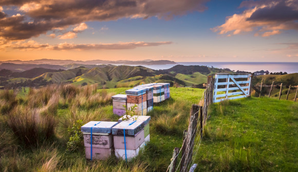 Pastel-coloured beehive boxes in a green field surrounded by a landscape of hills, ocean, clouds and blue sky.