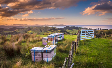 Pastel-coloured beehive boxes in a green field surrounded by a landscape of hills, ocean, clouds and blue sky.