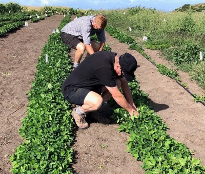 two adults kneeling down in the fields inspecting peanut crops for flowers