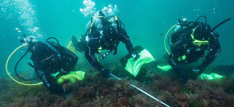 Three divers underwater harvesting seaweed.
