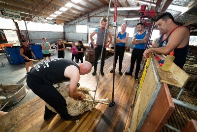 Inside a large shed, a man is shearing a sheep while a group of people watch.