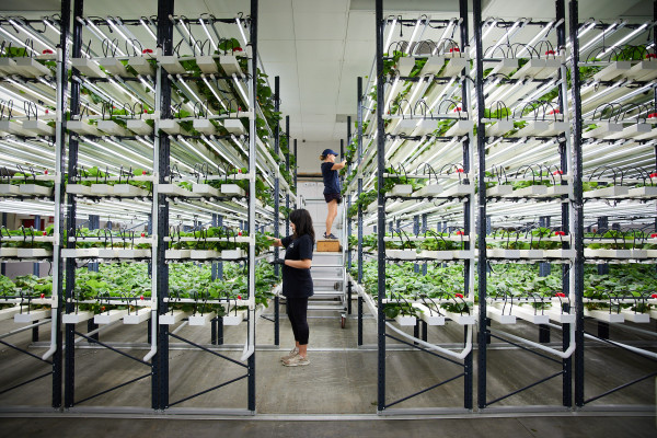 A modern indoor vertical strawberry farm, with 2 people tending to the plants; one on a ladder.