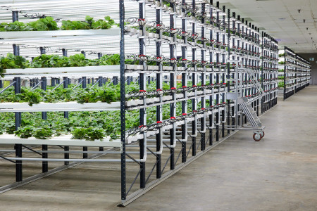 A modern indoor strawberry farm, with many rows of strawberry plants growing on stacked shelves.