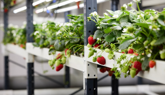 strawberries at 26 seasons