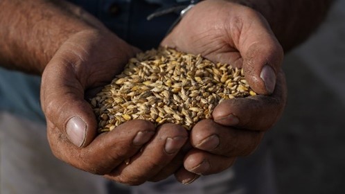 Close up on two hands holding a big pile of grains.