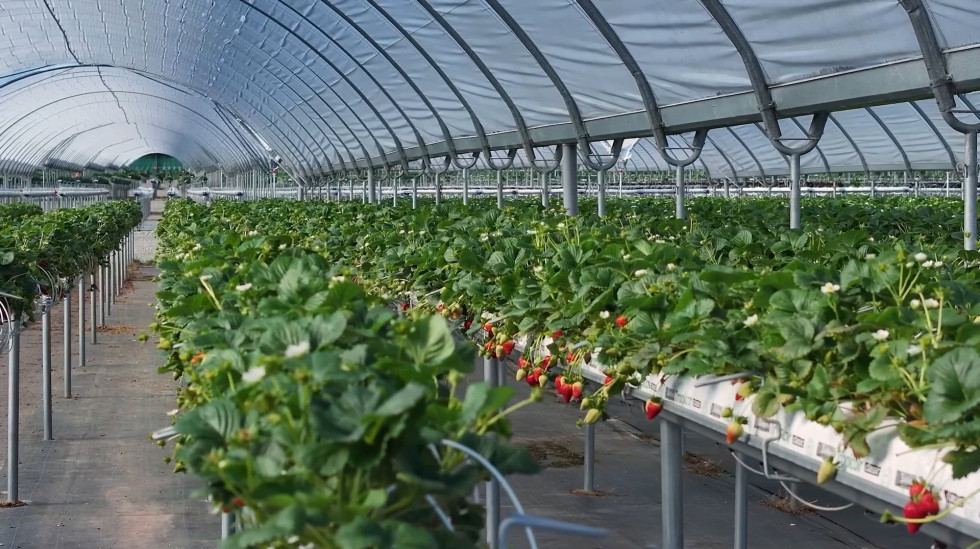 Kaikohe berries