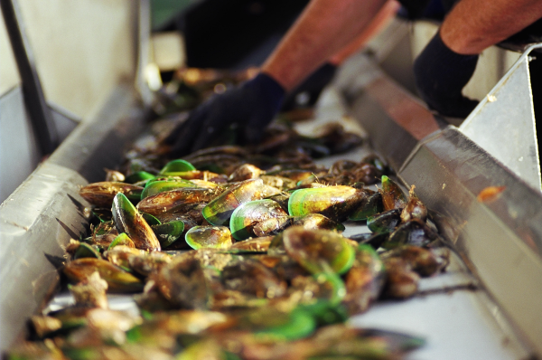 Close up of a hand sorting through mussels on a factory machine