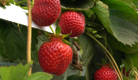 Kaikohe berries