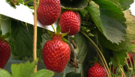 Close up of strawberries on a plant